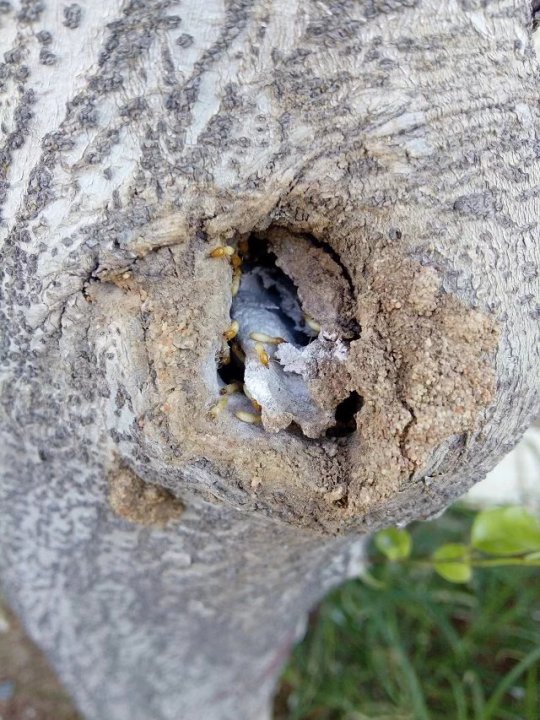 防治白蟻工作圖片